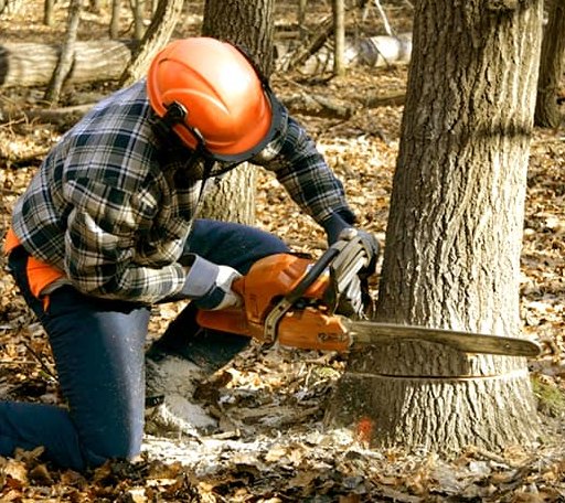 Tree Removal in Bridgewater, VT